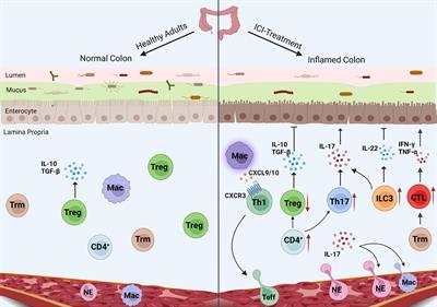 The multifaceted roles of common gut microbiota in immune checkpoint inhibitor-mediated colitis: From mechanism to clinical application